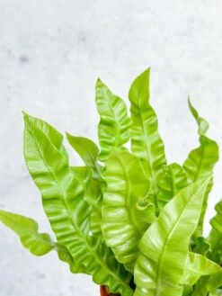 Japanese Asplenium Nidus ‘Crispy Wave Fern’ - 4 Inch 10 Japanese Asplenium Nidus ‘Crispy Wave Fern’ - 4 Inch -Eds Plant Shop japanese asplenium nidus crispy wave fern 4 inch 637125