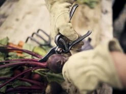 Barebones Japanese Pruner – Timeless Precision For Indoor & Outdoor Gardening -Eds Plant Shop japanese pruner 652877