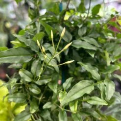 Jasmine Polyanthum - Fragrant Jasmine Hoop -Eds Plant Shop jasmine polyanthum fragrant jasmine hoop 520783