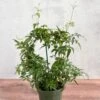 Jasmine Polyanthum - Fragrant Jasmine Hoop -Eds Plant Shop jasmine polyanthum fragrant jasmine hoop 620157