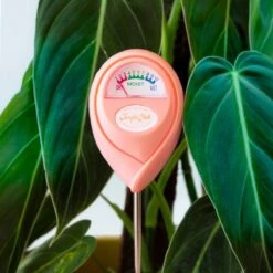 Jungle Club Soil Moisture Meter | Accurate, Battery-Free Plant Care -Eds Plant Shop jungle club soil moisture meter accurate battery free plant care 900674