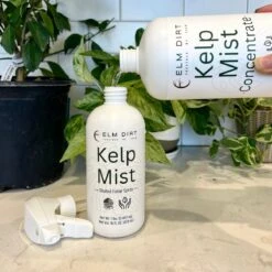 Kelp Mist -Eds Plant Shop kelp mist 224352