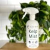 Kelp Mist -Eds Plant Shop kelp mist 287423