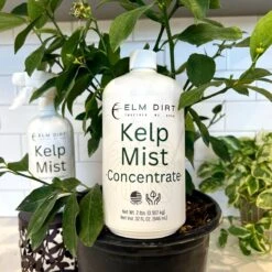 Kelp Mist -Eds Plant Shop kelp mist 948994