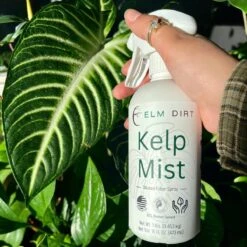 Kelp Mist -Eds Plant Shop kelp mist 992345