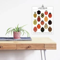 Ladybug Species ID Chart - Insects Fauna Art Print 8x10 -Eds Plant Shop ladybug species id chart insects fauna art print 8x10 777509