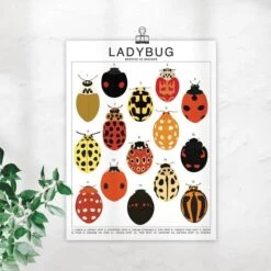 Ladybug Species ID Chart - Insects Fauna Art Print 8x10 -Eds Plant Shop ladybug species id chart insects fauna art print 8x10 961303