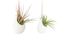 Large Ivory Ceramic Container – Hanging Or Tabletop Display Vase For Air Plants -Eds Plant Shop large ivory ceramic container hanging or tabletop display vase for air plants 4208570