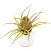 Large Ivory Ceramic Vase With Tillandsia Sparkler Air Plant -Eds Plant Shop large ivory ceramic vase with tillandsia sparkler air plant 3120554
