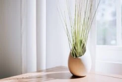 Large Ivory Ceramic Vase With Tillandsia Sparkler Air Plant -Eds Plant Shop large ivory ceramic vase with tillandsia sparkler air plant 4289276