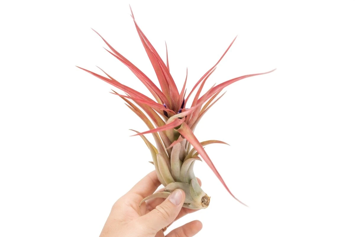 Large Tillandsia Abdita Brachycaulos Air Plants / 5-6 Inch Plants 3 Large Tillandsia Abdita Brachycaulos Air Plants / 5-6 Inch Plants