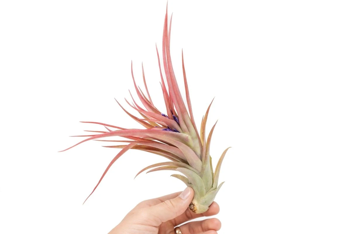Large Tillandsia Abdita Brachycaulos Air Plants / 5-6 Inch Plants 4 Large Tillandsia Abdita Brachycaulos Air Plants / 5-6 Inch Plants - Image 2