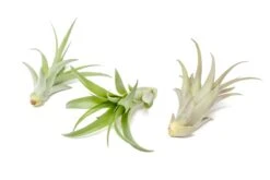 Large Tillandsia Abdita Brachycaulos Air Plants / 5-6 Inch Plants 9 Large Tillandsia Abdita Brachycaulos Air Plants / 5-6 Inch Plants -Eds Plant Shop large tillandsia abdita brachycaulos air plants 5 6 inch plants 7244416