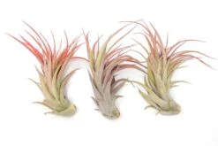 Large Tillandsia Abdita Brachycaulos Air Plants / 5-6 Inch Plants 8 Large Tillandsia Abdita Brachycaulos Air Plants / 5-6 Inch Plants -Eds Plant Shop large tillandsia abdita brachycaulos air plants 5 6 inch plants 9152833