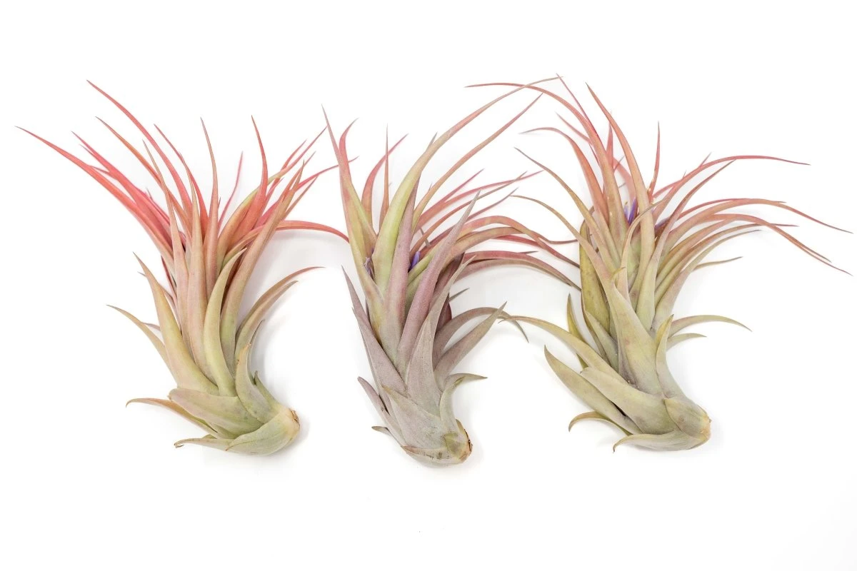 Large Tillandsia Abdita Brachycaulos Air Plants / 5-6 Inch Plants 5 Large Tillandsia Abdita Brachycaulos Air Plants / 5-6 Inch Plants - Image 3