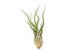 Large Tillandsia Air Plant Variety Pack – 5 Extra-Large Tillandsia 12 Large Tillandsia Air Plant Variety Pack – 5 Extra-Large Tillandsia -Eds Plant Shop large tillandsia air plant variety pack 5 big plants 3582582