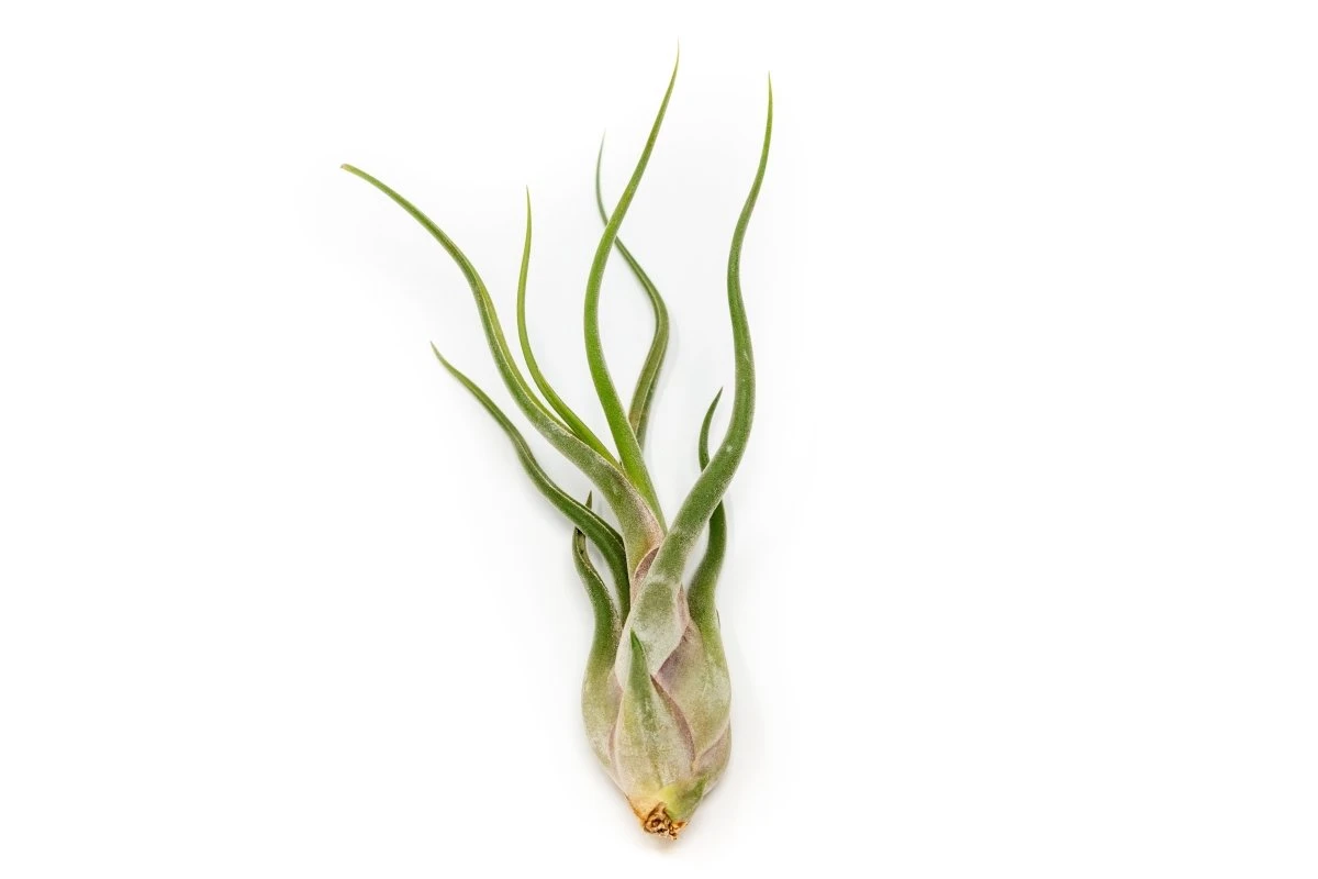 Large Tillandsia Air Plant Variety Pack – 5 Extra-Large Tillandsia 7 Large Tillandsia Air Plant Variety Pack – 5 Extra-Large Tillandsia - Image 5