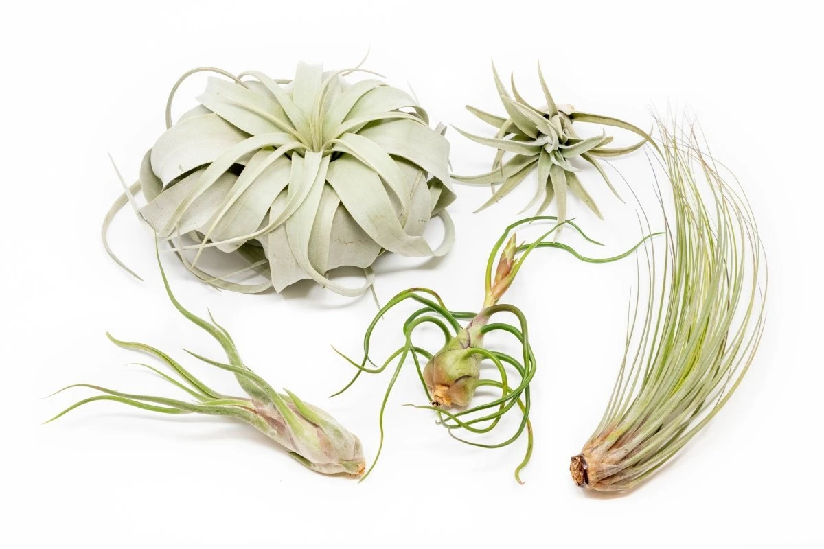 Large Tillandsia Air Plant Variety Pack – 5 Extra-Large Tillandsia 3 Large Tillandsia Air Plant Variety Pack – 5 Extra-Large Tillandsia