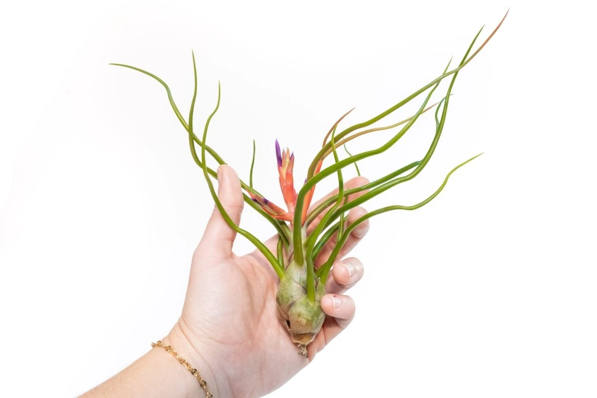 Large Tillandsia Air Plant Variety Pack – 5 Extra-Large Tillandsia 5 Large Tillandsia Air Plant Variety Pack – 5 Extra-Large Tillandsia - Image 3