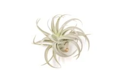 Large Tillandsia Air Plant Variety Pack – 5 Extra-Large Tillandsia 11 Large Tillandsia Air Plant Variety Pack – 5 Extra-Large Tillandsia -Eds Plant Shop large tillandsia air plant variety pack 5 big plants 9003816