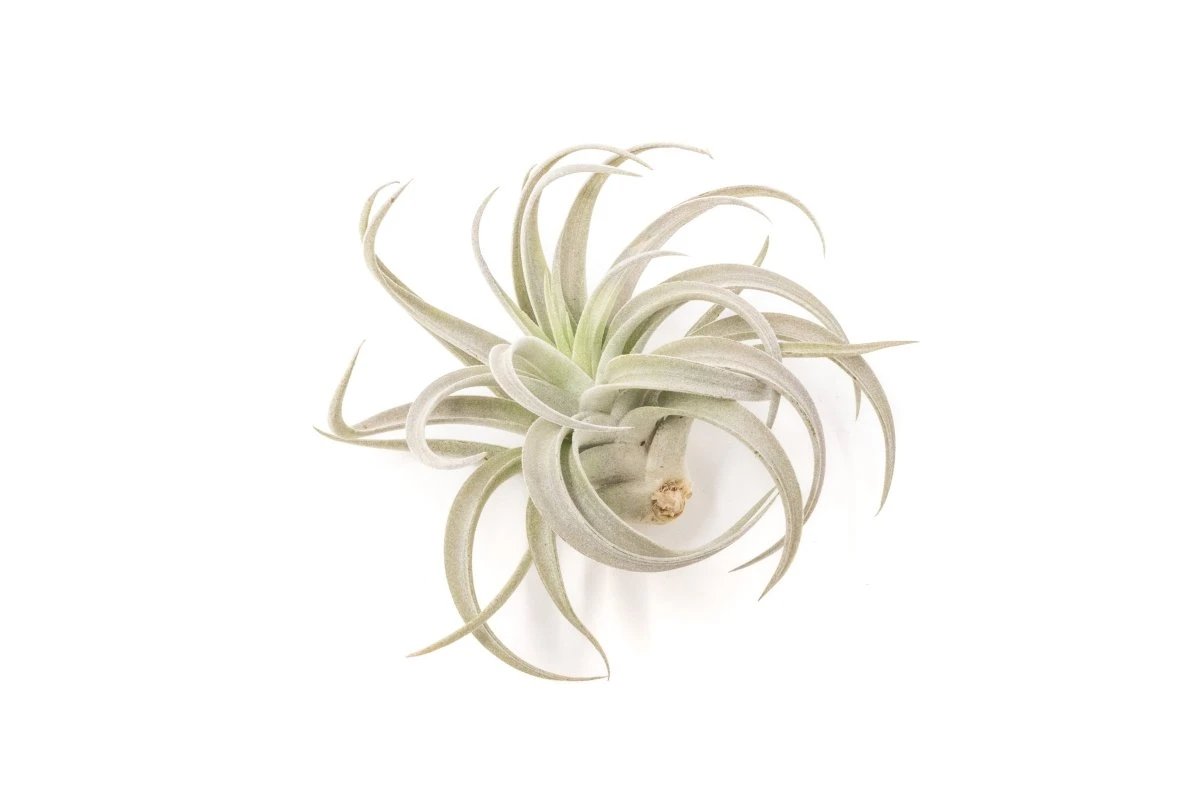 Large Tillandsia Air Plant Variety Pack – 5 Extra-Large Tillandsia 6 Large Tillandsia Air Plant Variety Pack – 5 Extra-Large Tillandsia - Image 4