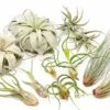 Large Tillandsia Air Plant Variety - Set Of 10, 15, Or 20