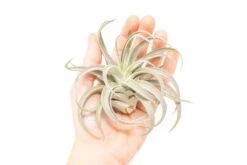 Large Tillandsia Air Plant Variety - Set Of 10, 15, Or 20 -Eds Plant Shop large tillandsia air plant variety set of 10 15 or 20 40 off 6017918