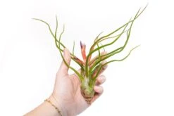 Large Tillandsia Air Plant Variety - Set Of 10, 15, Or 20 -Eds Plant Shop large tillandsia air plant variety set of 10 15 or 20 40 off 9461534