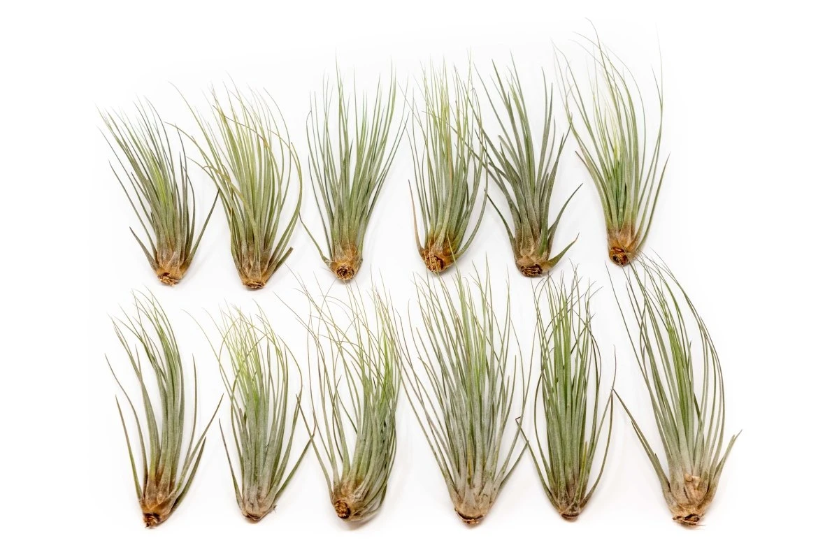 Large Tillandsia Juncea - Set Of 10, 15 Or 20 Air Plants 3 Large Tillandsia Juncea - Set Of 10, 15 Or 20 Air Plants