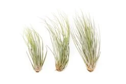 Large Tillandsia Juncea - Set Of 10, 15 Or 20 Air Plants 7 Large Tillandsia Juncea - Set Of 10, 15 Or 20 Air Plants -Eds Plant Shop large tillandsia juncea set of 10 15 or 20 air plants 50 off 3126749