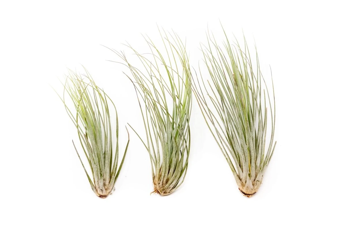 Large Tillandsia Juncea - Set Of 10, 15 Or 20 Air Plants 5 Large Tillandsia Juncea - Set Of 10, 15 Or 20 Air Plants - Image 3