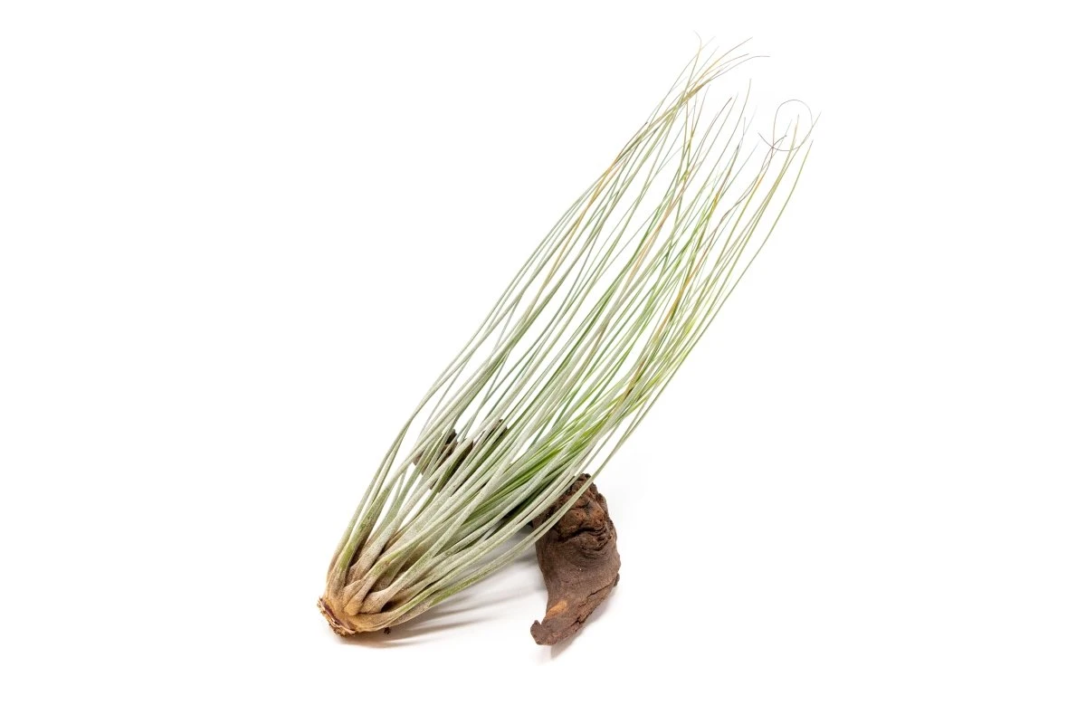 Large Tillandsia Juncea - Set Of 10, 15 Or 20 Air Plants 4 Large Tillandsia Juncea - Set Of 10, 15 Or 20 Air Plants - Image 2