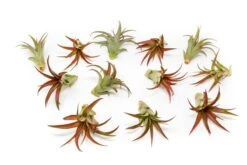 Eds Plant Shop -Eds Plant Shop large tillandsia red abdita air plant 1 pack 5332575