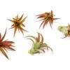 Large Tillandsia Red Abdita Air Plant - 1 Pack -Eds Plant Shop large tillandsia red abdita air plant 1 pack 8325665
