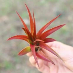 Large Tillandsia Red Abdita Air Plant - 1 Pack 12 Large Tillandsia Red Abdita Air Plant - 1 Pack -Eds Plant Shop large tillandsia red abdita air plant 1 pack 9009966
