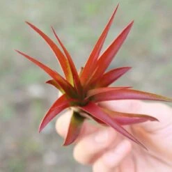Large Tillandsia Red Abdita Air Plant - 1 Pack 13 Large Tillandsia Red Abdita Air Plant - 1 Pack -Eds Plant Shop large tillandsia red abdita air plant 1 pack 9533764