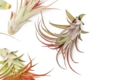 Large Tillandsia Red Abdita Air Plants / 5-6 Inch Plants -Eds Plant Shop large tillandsia red abdita air plants 5 6 inch plants 5797977