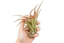 Eds Plant Shop -Eds Plant Shop large tillandsia red abdita air plants 5 6 inch plants 8316012