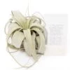 Large TillandsiaXerographica + 1 Year Air Plant Fertilizer Pack -Eds Plant Shop large tillandsia xerographica 1 year air plant fertilizer pack 6095098
