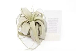 Large TillandsiaXerographica + 1 Year Air Plant Fertilizer Pack