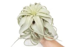 Eds Plant Shop -Eds Plant Shop large tillandsia xerographica 1 year air plant fertilizer pack 6408562