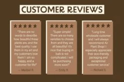 Large Tillandsia Xerographica -Eds Plant Shop large tillandsia xerographica 4353884