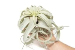 Large Tillandsia Xerographica / 6-8 Inches Wide -Eds Plant Shop large tillandsia xerographica 6 8 inches wide 2346786