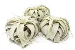 Large Tillandsia Xerographica / 6-8 Inches Wide -Eds Plant Shop large tillandsia xerographica 6 8 inches wide 2560140