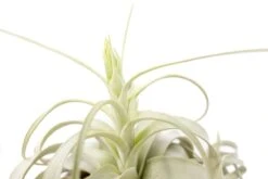 Large Tillandsia Xerographica / 6-8 Inches Wide -Eds Plant Shop large tillandsia xerographica 6 8 inches wide 3384685