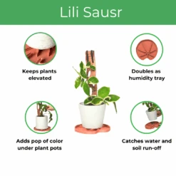 Lili Saucer – Stylish Lily Pad Plant Saucer For Drainage, Root Rot Prevention & Humidity -Eds Plant Shop lili saucer stylish lily pad plant saucer for drainage root rot prevention humidity 2212776