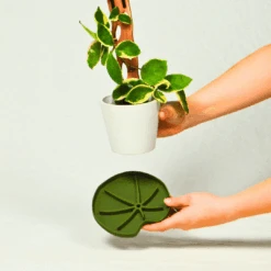 Lili Saucer – Stylish Lily Pad Plant Saucer For Drainage, Root Rot Prevention & Humidity