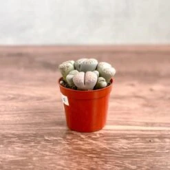 Lithops - Living Rock Plant -Eds Plant Shop lithops living rock plant 786815