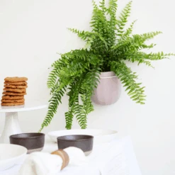 Loop Hanging Planter – Lavender (Self-Watering, Leak-Proof Design) 13 Loop Hanging Planter – Lavender (Self-Watering, Leak-Proof Design) -Eds Plant Shop loop hanging planter lavender self watering leak proof design 685484