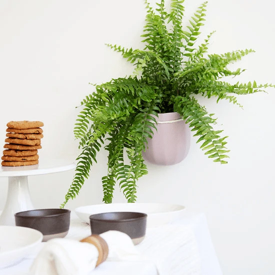 Loop Hanging Planter – Lavender (Self-Watering, Leak-Proof Design) 7 Loop Hanging Planter – Lavender (Self-Watering, Leak-Proof Design) - Image 5